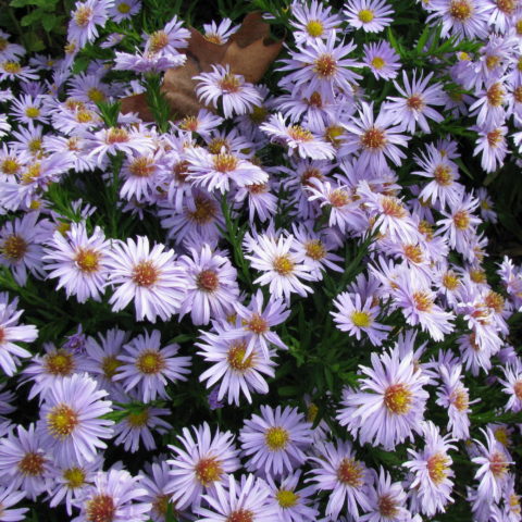 Aster ericoides "Erlknig" [Vaso 9cm]