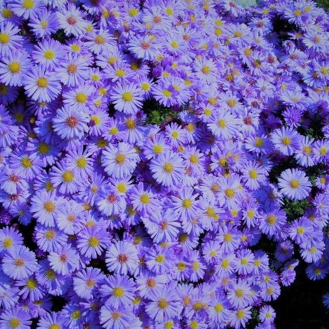 Aster amellus "Rudolf Goethe" [Vaso 9cm]