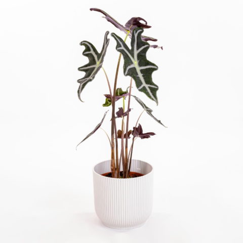 Alocasia sanderiana "Nobilis" [Vaso 14cm] (spedizione gratuita)