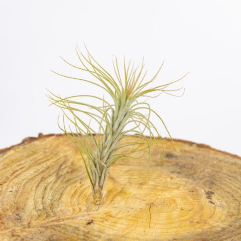 Tillandsia funckiana
