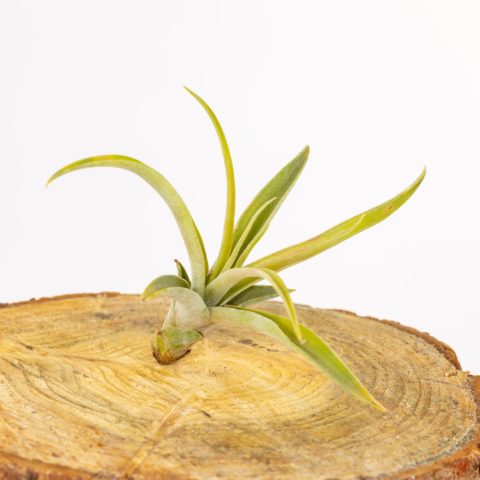 Tillandsia brachycaulos "Multiflora"