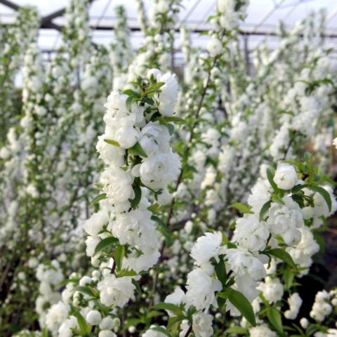 Prunus glandulosa "Alba Plena" (Ciliegio ornamentale) [H. 80-100 cm.]