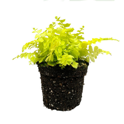 Nephrolepis "Boston Blonde" (Felce) Baby Plant [Vaso 6cm] (spedizione gratuita)
