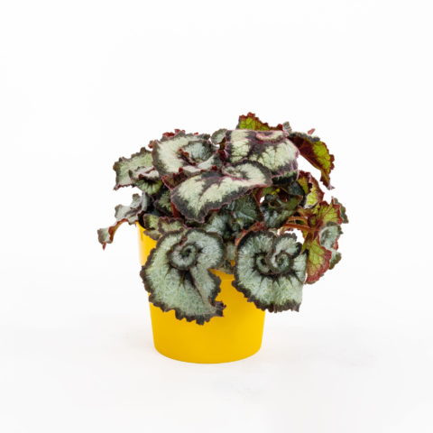 Begonia "Princess of Hanover" [Vaso 13cm]