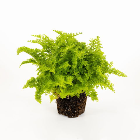 Nephrolepis "Cotton Candy" Baby Plant