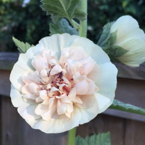 Malva sylvestris "Park Allee" [Vaso 19cm]
