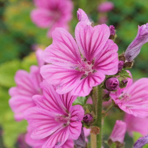Malva sylvestris "Rosea" [Vaso 19cm]