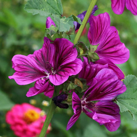 Malva sylvestris "Burgundy Wine" [Vaso 19cm]