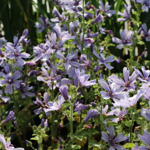 Malva sylvestris "Marina" [Vaso 19cm]