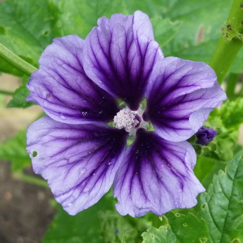 Malva sylvestris "Blue Fountain" [Vaso 19cm]