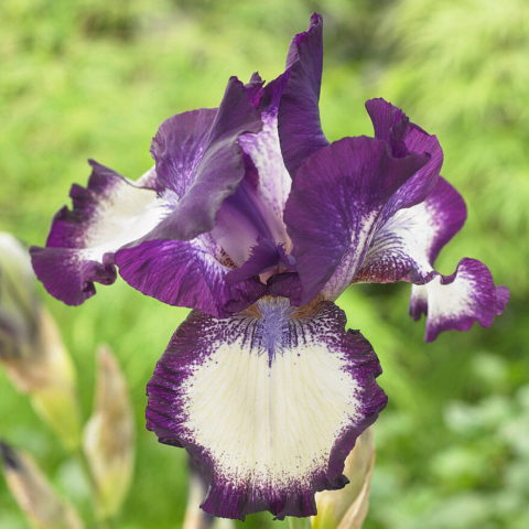 Iris germanica "Going My Way" [Vaso 11cm]
