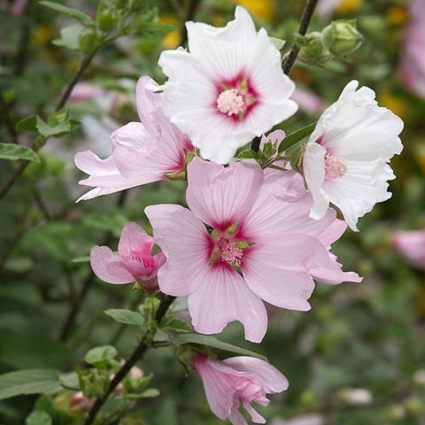 Malva sylvestris "Barnsley" [Vaso 19cm]