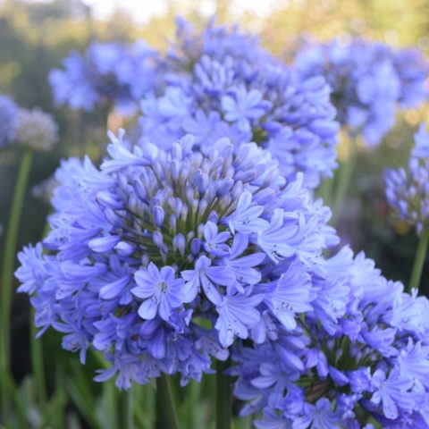 Agapanthus "Rotterdam" [Vaso 21cm]