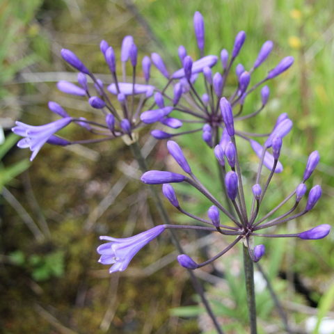 Agapanthus "Wolga" [Vaso 21cm]