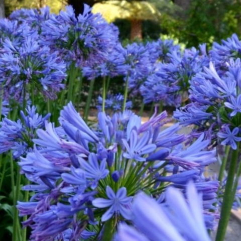 Agapanthus "Blue Umbrella" [Vaso 21cm]
