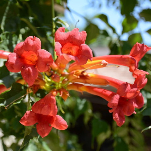 Bignonia capreolata, arbusto rampicante a foglia caduca