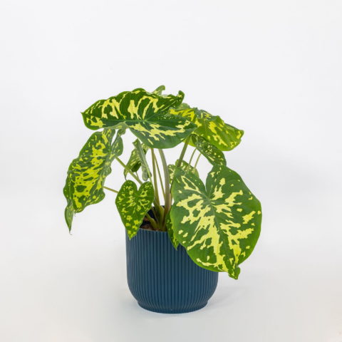 Alocasia "Hilo Beauty" [Vaso 13cm]