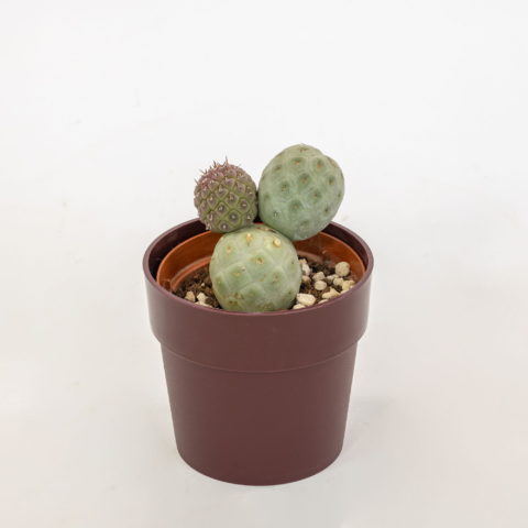 Tephrocactus geometrizans [Vaso 10cm]