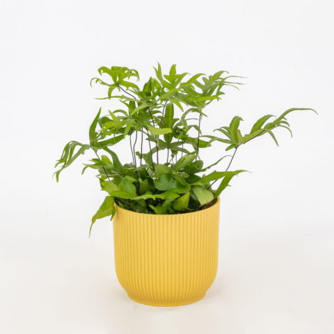 Doryopteris pedata [Vaso 12cm]