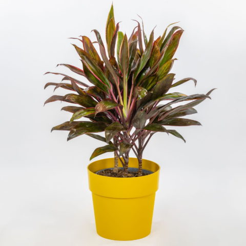 Cordyline fruticosa "Rumba" [Vaso 19cm]