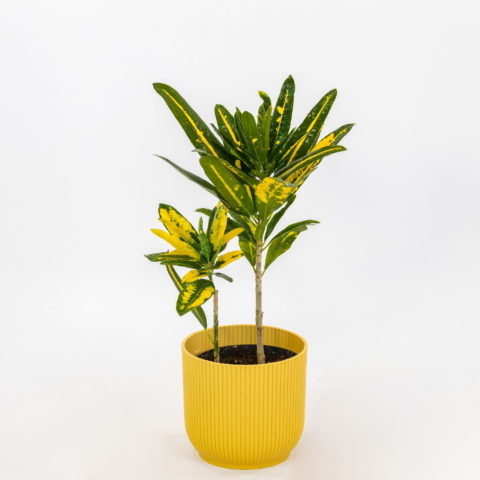 Codiaeum variegatum "Sunny Star" [Vaso 13cm]