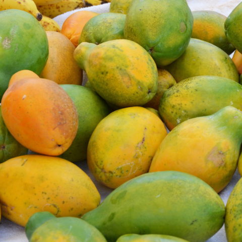 Carica papaya "Alicia" [H. 40-60 cm.]