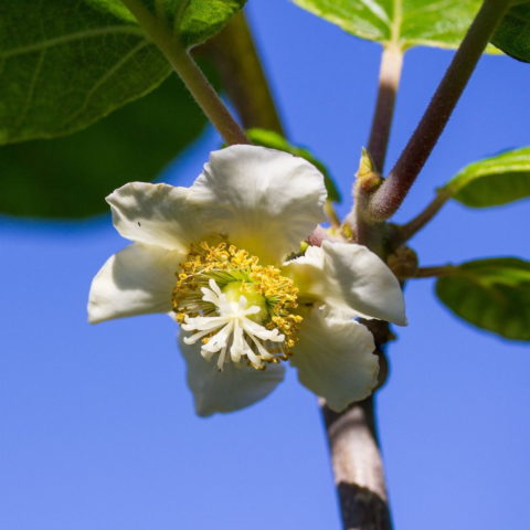 Actinidia deliciosa "Tomuri" - maschio [Vaso 18cm]