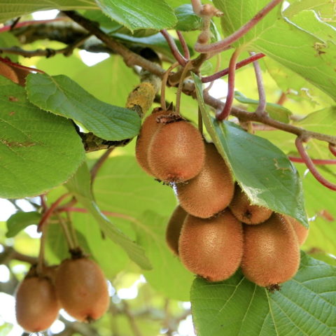 Actinidia deliciosa "Solo" - Autofertile [Vaso 18cm]