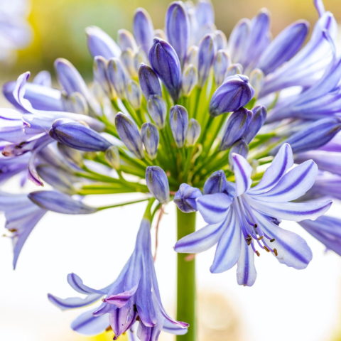 Agapanthus "Bluety" [Vaso 17cm]
