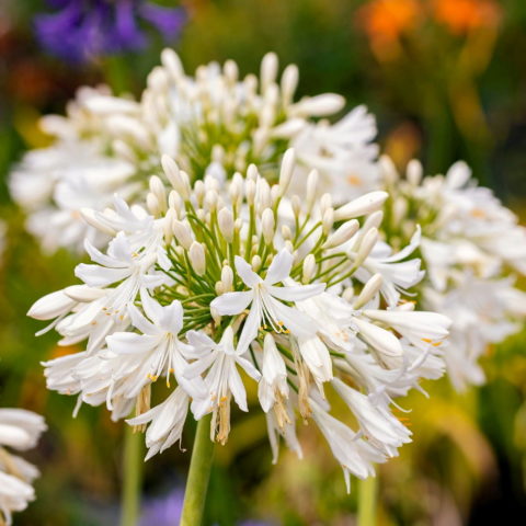 Agapanthus africanus "Albus"