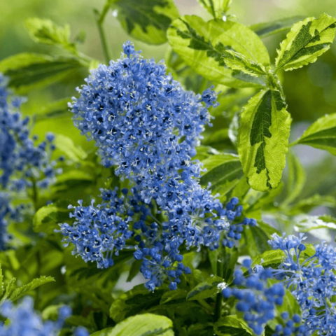 Ceanothus "El Dorado" [Vaso 15cm]