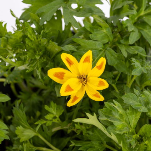 Bidens "Giallo-Screziato" [Vaso 14cm]