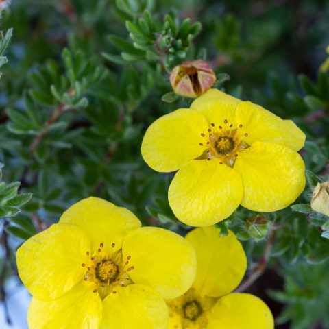 Potentilla fruticosa "Kobold" [Vaso 19cm]