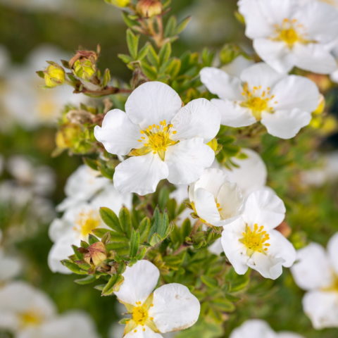 Potentilla fruticosa "Abbotswood" [Vaso 19cm]