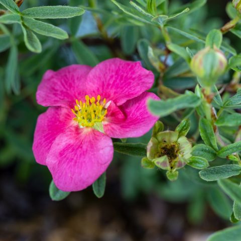 Potentilla fruticosa "Bellissima" [Vaso 18cm]