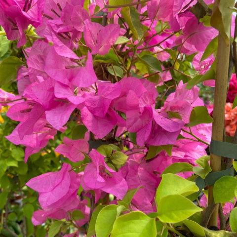 Bougainvillea "Harlequin" [Vaso 16cm]
