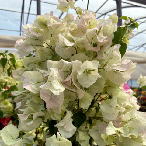 Bougainvillea x buttiana "Jamaica White" [Vaso 24cm]