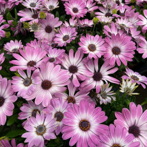 Osteospermum "Madonna" [Vaso 10cm]