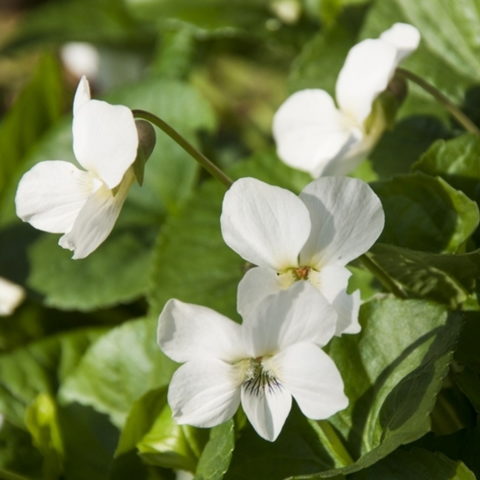 Viola sororia "Albiflora" [Vaso 9cm]