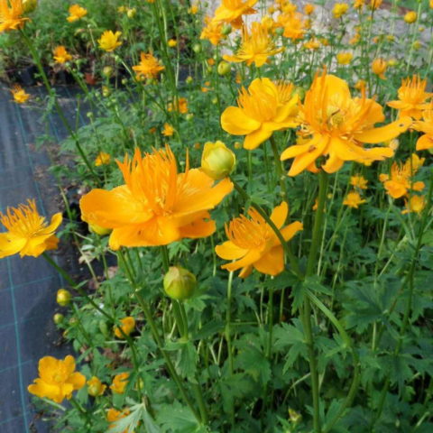 Trollius chinensis "Goldknigin" [Vaso 9cm]