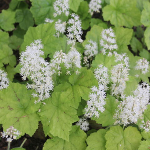 Tiarella cordifolia [Vaso 9cm]