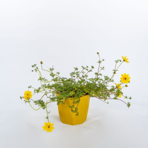 Bidens "Giallo Mini" [Vaso 14cm]