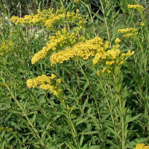 Solidago sempervirens "Goldene Wellen" [Vaso 9cm]