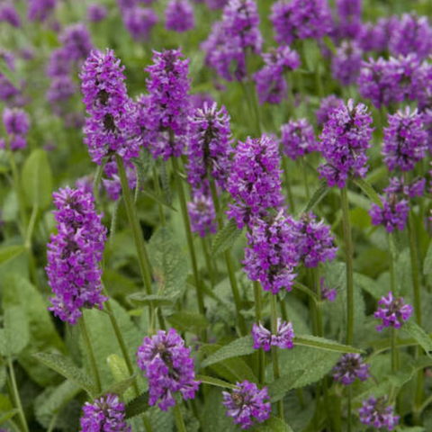 Stachys monnieri "Hummelo" [Vaso 9cm]
