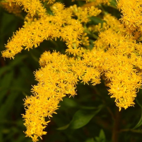 Solidago brachystachys "Robusta" [Vaso 9cm]
