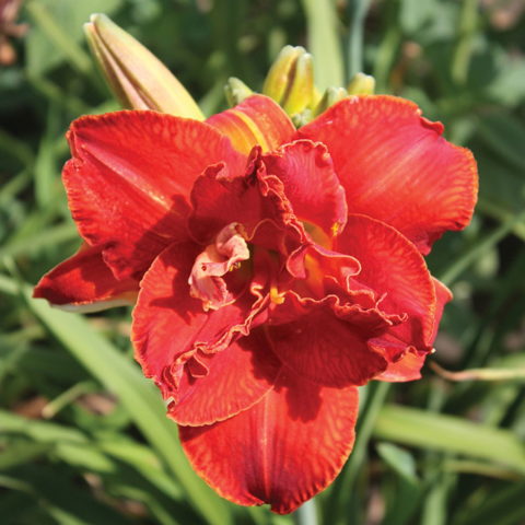 Hemerocallis "Moses Fire" [Vaso 18cm]