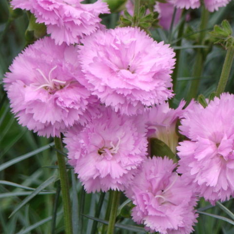 Dianthus plumarius "Rosa" [Vaso 12cm]