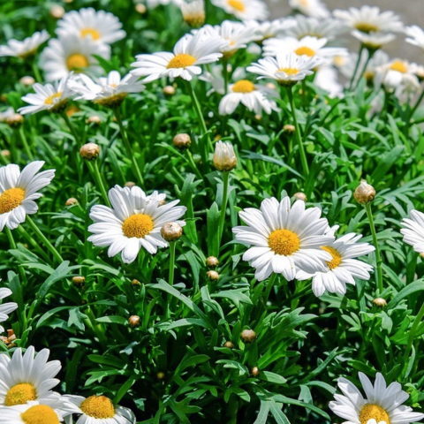 Leucanthemum maximum "Nano" [Vaso 12cm]