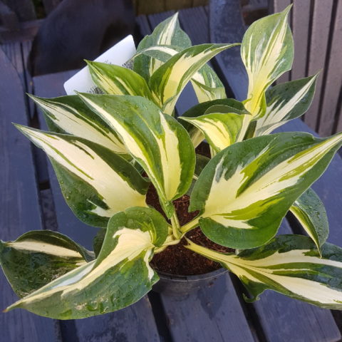 Hosta "Sting" [Vaso 11cm]