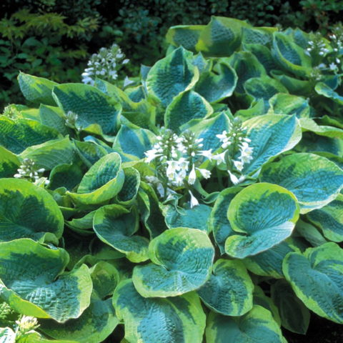 Hosta sieboldiana "Frances Williams" [Vaso 11cm]